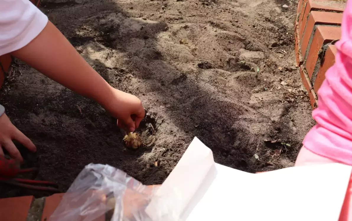 Zdjęcie do Sadzimy i siejemy, czyli wiosenne prace w ogrodzie