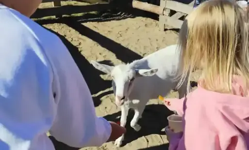 Uczniowie karmiący kozę.