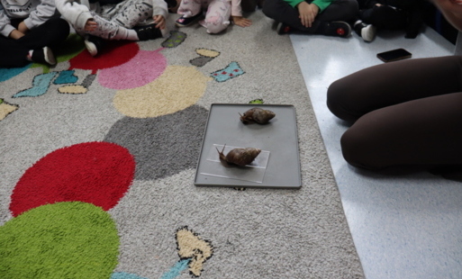 Ślimaki na podłodze.